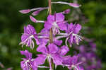 Fireweed